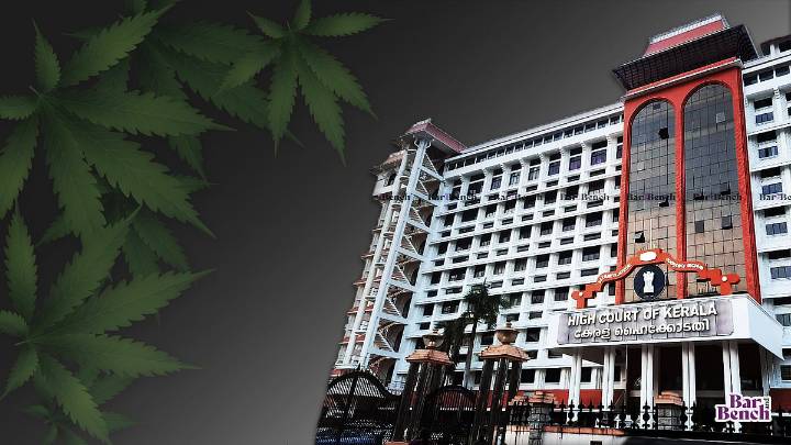 Growing cannabis is offence under NDPS Act, whether in soil or in pots: Kerala High Court