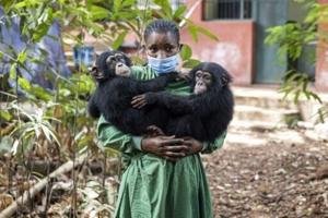 Sierra Leone chimpanzee sanctuary reopens after deforestation protest