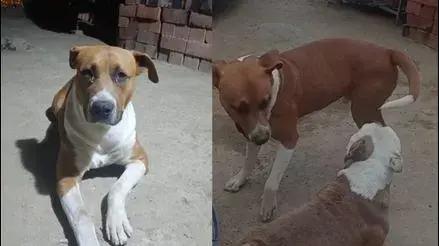 Buscan a perrito desaparecido en SJL: la mascota es soporte emocional de niño con distrofia muscular