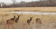 Deer donation program launching in Sangamon County