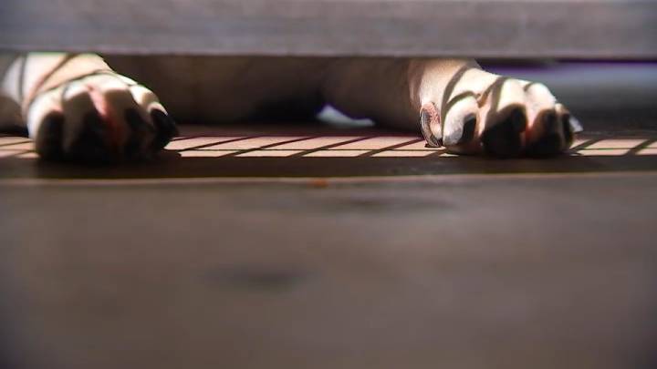 Pasadena waiving adoption fees for older pets