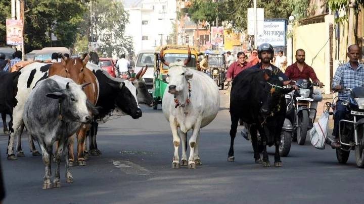 MP News: New Tender With Minor Modifications Under Swavlambi Gaushala Scheme