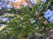 Up your Michigan tree knowledge with the 3 Bs of wintertime identification