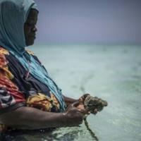 Zanzibar women turn to sponge farming as oceans heat up