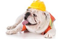 Lomito con chaleco “revisa” limones en planta y conquista redes sociales