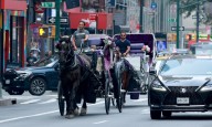 City Council kills 'Ryder's Law' bill that sought to ban Central Park horse carriages in NYC