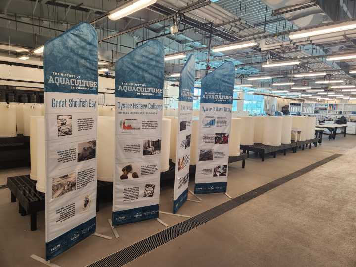 Virginia Aquaculture Outlook Report Shows Strong Industry Growth