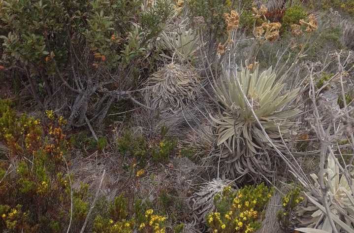 Impulsan la restauración de ecosistemas estratégicos