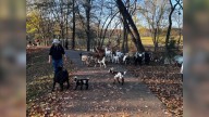 New landscaping crew of goats arrive at Shelby Farms Park