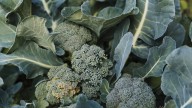 Lorca lidera la producción regional del brócoli y la alcachofa, dos de las verduras estrella de la huerta murciana