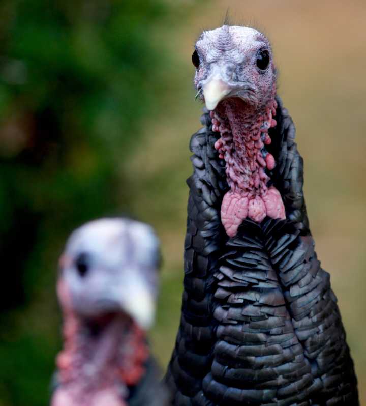 A century in, Virginia’s turkey industry is a top producer nationwide