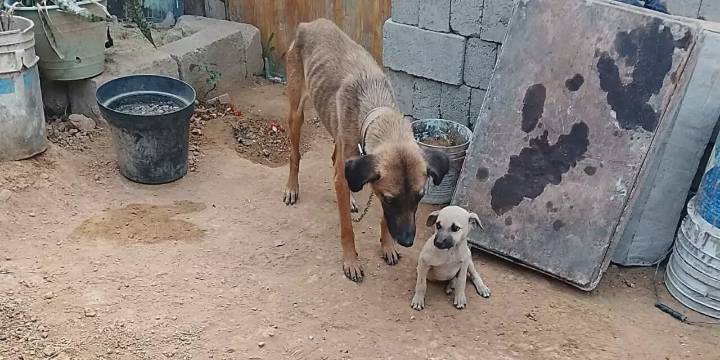 Nuevo caso de maltrato en Viguera indigna en redes; reciente rescate en Montoya evidencia crisis permanente