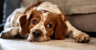 Dog 'head shake' symptom may actually be major infection