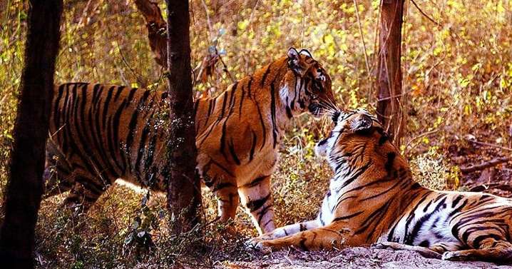 UP opens ecotourism circuit early; AC Bus Service launched between Lucknow & Dudhwa National Park