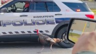 Pass the ‘Gravy’: Rhode Island turkey gains notoriety for holding up traffic