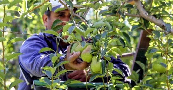 Fruticultura en Río Negro: lanzan créditos a tasa 0% para raleo y labores culturales
