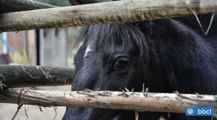 Detienen a presuntos responsables de secuestro en La Araucanía: acusaron a víctima de robar un caballo