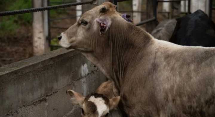 Atienden caso de Gusano Barrenador en Nuevo León y suspenden movilización de ganado