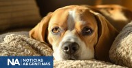 Adiós a los pelos en el sillón: 5 trucos para mantener la casa limpia y disfrutar de la mascota