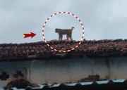 Monkeys rule the roads in Sundargarh, locals seek urgent forest dept action