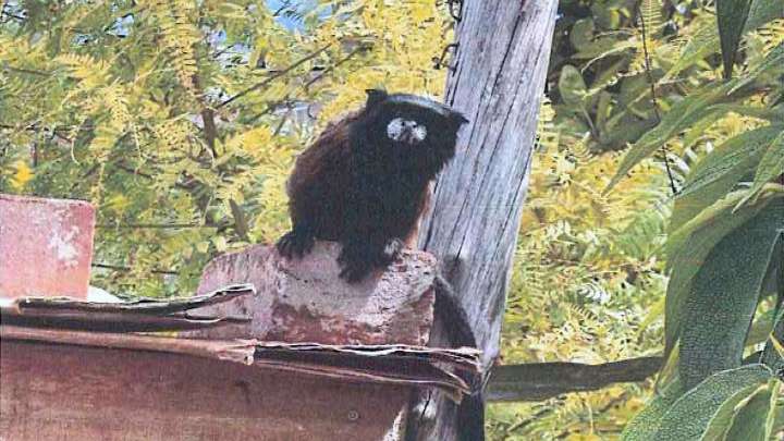 Mujer es sentenciada en Ayacucho por tener seis monos sin permiso