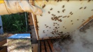 Florida beekeeper loses livelihood after neighbor has 20 beehives removed from his property