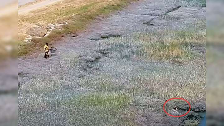 California Firefighters Follow Drone Footage And Find A Dog Battling For Survival In A Canal