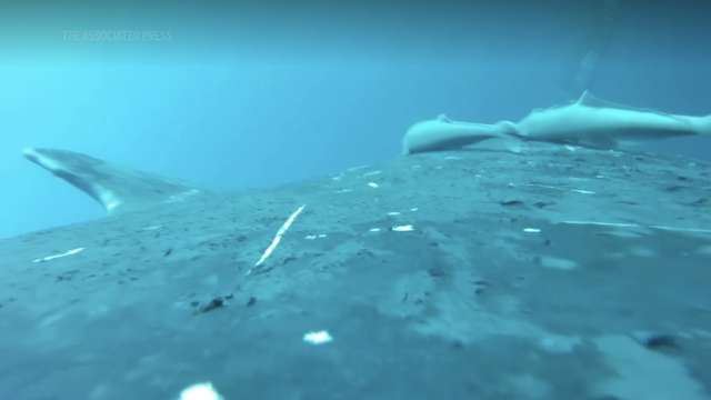Rare footage shows sucker fish whale-surfing in the ocean’s wildest joyride
