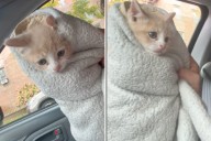 Kitten Found in Alleyway Returned for Being ‘Bad,’ but There’s a Twist