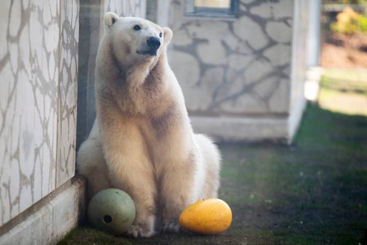 Oregon Zoo offers half-price admission next week, free entry for federal workers hit by shutdown