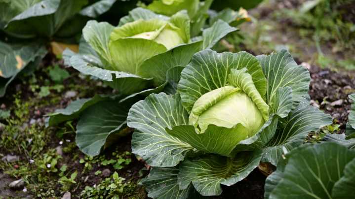 How (& When) To Harvest Cabbage For The Best Flavor And Texture