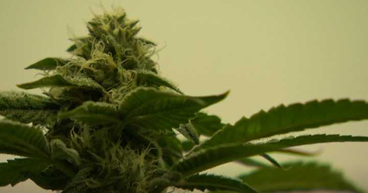 Howard County firefighters garnering support to get access to medicinal cannabis