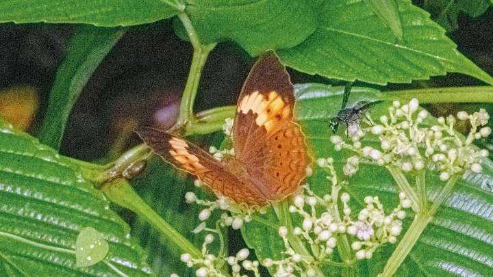Sahyadri Rustic butterfly spotted in Mumbai for first time at SGNP