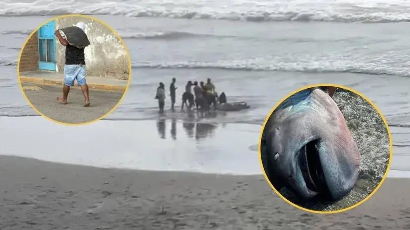 Hallan tiburón megaboca en playa de Piura: pese a ser una especie superrara y digna de estudio, pobladores lo filetearon