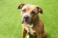 San Diego Humane Society in need of soft dog toys