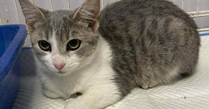 PETS OF THE WEEK: Gumdrop and Buttons