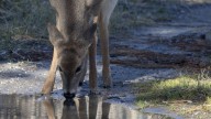 As deer-car collisions rise in November, wildlife managers tackle overpopulation