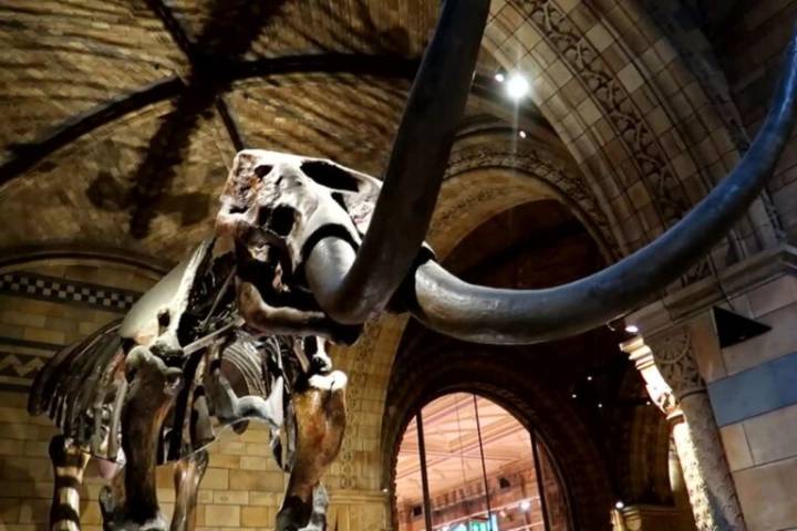Encuentran restos de mamut y otros vestigios prehistóricos en Atotonilco de Tula