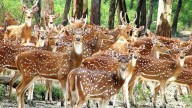 Ten spotted deer killed in purported stray dog attack in Thrissur's new zoological park
