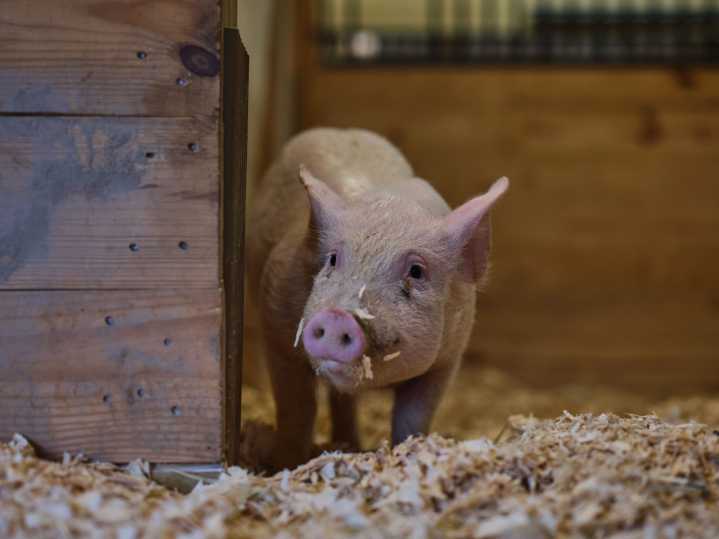 This pig's bacon was delicious. But she’s alive and well