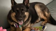 Owner charged after Arnie the german shepherd found dead in ute in Brisbane