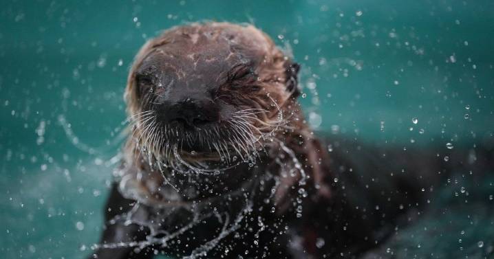 Toxic 'forever chemicals' detected in dead sea otters collected off B.C. coast