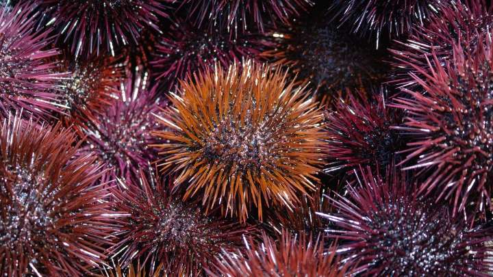 Multado con 2.100 euros tras ser sorprendido con 227 kilos de erizos extraídos ilegalmente