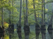 Tennessee protected 7,400 acres of ‘river swamp.’ The public will be able to visit.