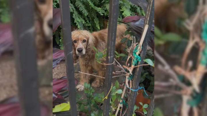 Neglected Texas Pup Confined To The Yard Longs For Safety And A Loving Home