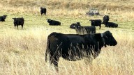 Wyoming Cows Go High-Tech With Electronic Collars And ‘Virtual Fencing’