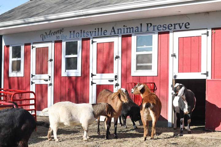 New York's Holtsville Zoo Close Due to Budget Cuts amid Allegations of Animal Cruelty