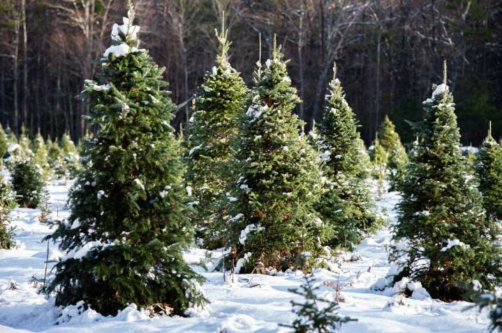Colorado's national forests open for Christmas tree cutting -