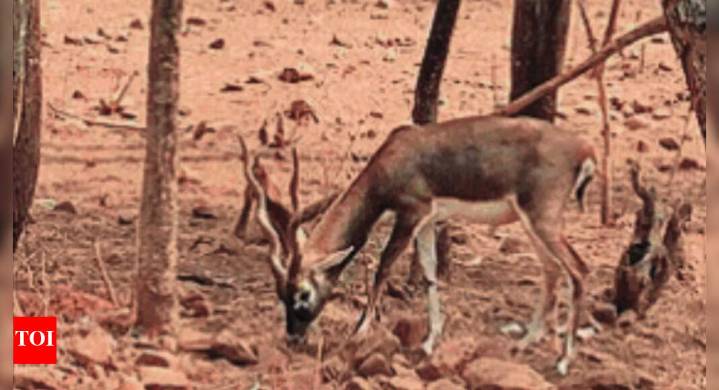 Karnataka: 28 blackbucks die at Belagavi zoo in 3 days; suspected bacterial infection