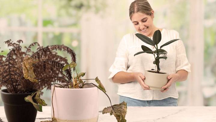'Run! Get Out While You Can!' Scream Dying Ferns As Woman Brings In New Houseplant